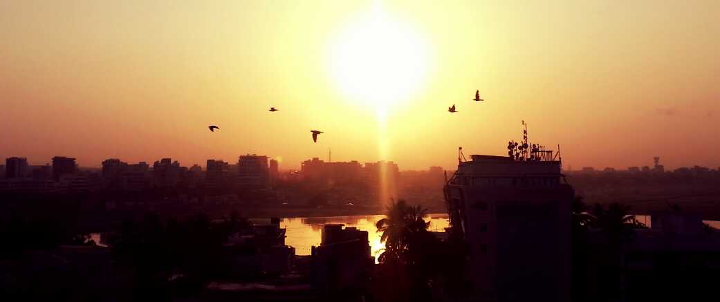 Birds in Mumbai